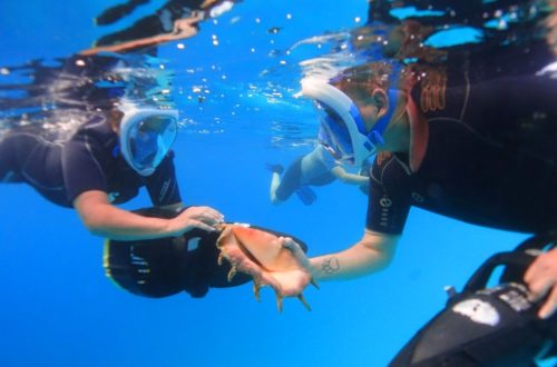 Find the BEST snorkeling Tours in Moorea