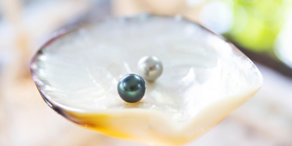 Beautiful, shiny black Tahitian pearls in an oyster shell